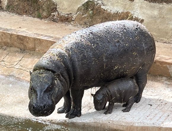 Cabárceno celebra un nuevo éxito en conservación de especies amenazadas con el nacimiento de un hipopótamo pigmeo