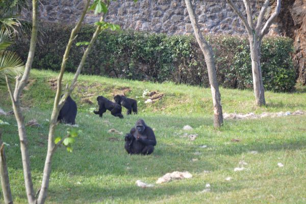 Los gorilas de Cabárceno estarán en el recinto exterior los próximos días