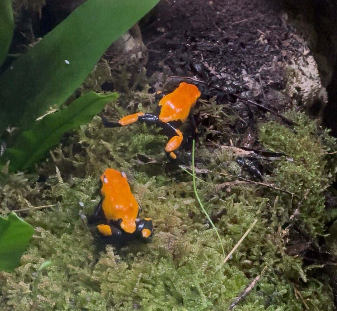 Cabárceno incorpora dos especies de ranas amazónicas venenosas al reptilario