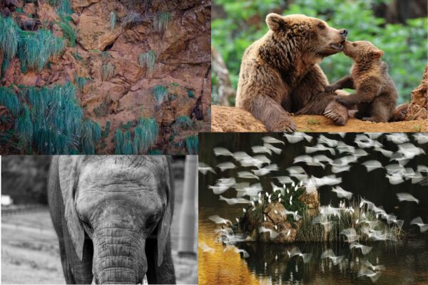 Ganadores del I Concurso de fotografía de Cabárceno