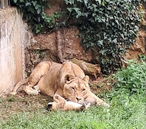 El Parque de la Naturaleza de Cabárceno celebra el nacimiento de una hembra de león africano