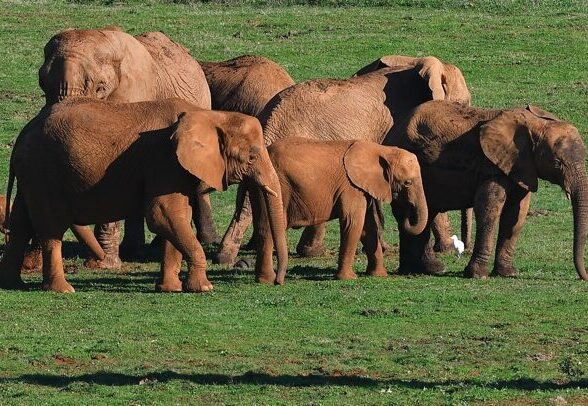 Fallece Zambi, una de las elefantas más longevas del Parque de la Naturaleza de Cabárceno, tras una lucha entre varios miembros de la manada